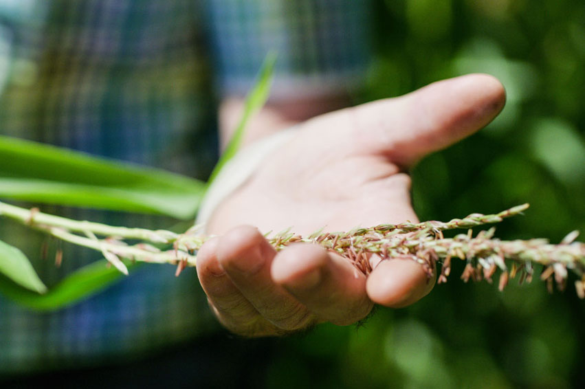Anbau ohne Gentechnik 