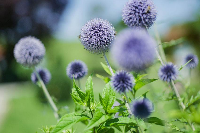 Eigene Landwirtschaft  