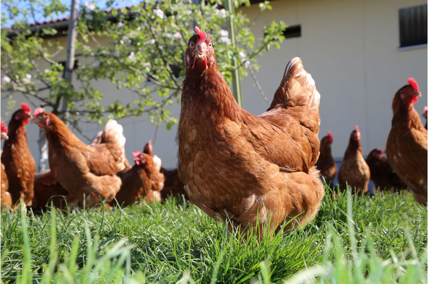 Freilaufende Hennen 